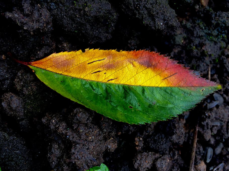 leaf, autumn, fall, colours, nature, trees, unique, plant part HD wallpaper