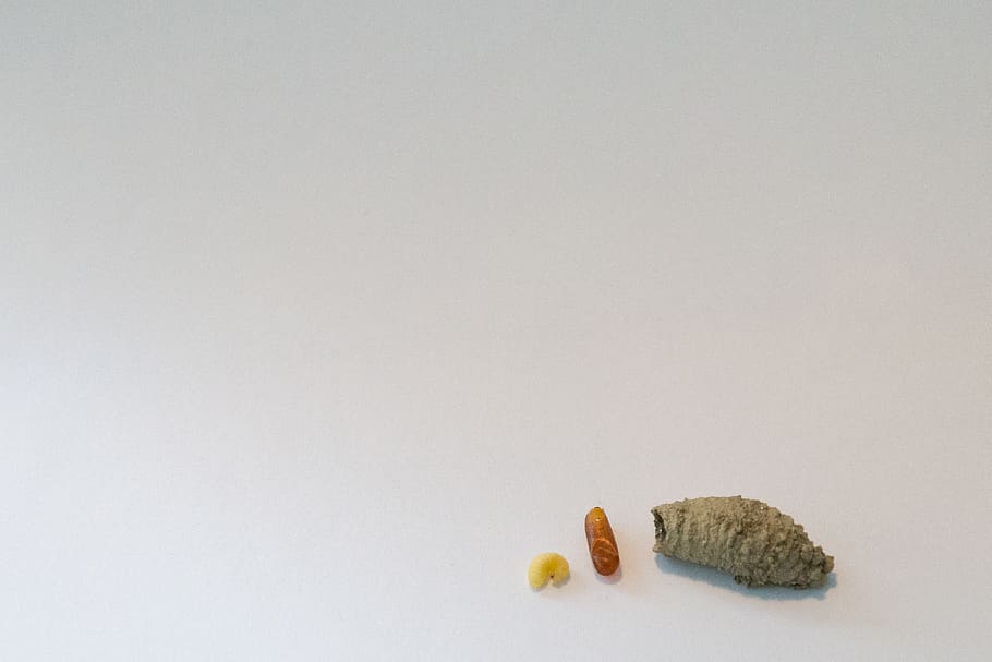 macro, tiny, small, white, cocoon, wasp, larva, animal, studio shot HD wallpaper