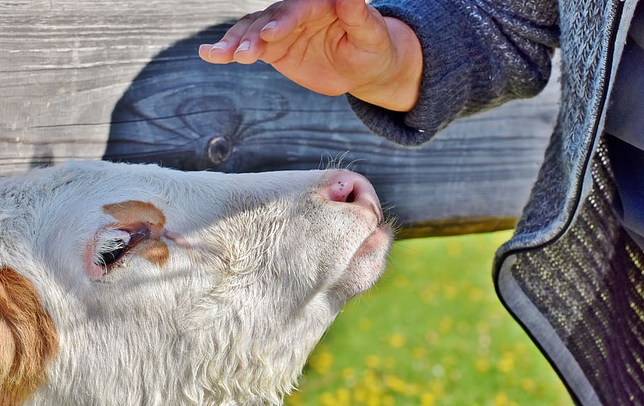 calf, beef, cow, cute, agriculture, ruminant, young animal HD wallpaper