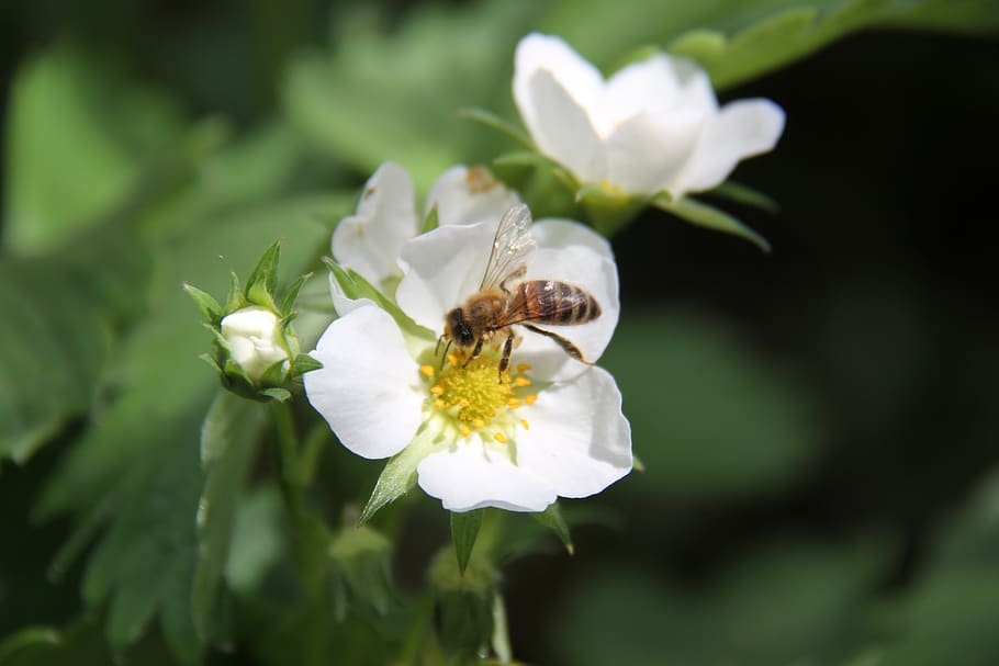 strawberry, bee, flower, spring, forage, flowering plant, beauty in nature HD wallpaper