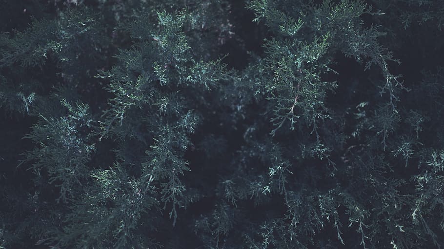 trees, forest, abstract, dark, plant, tranquility, nature, no people HD wallpaper