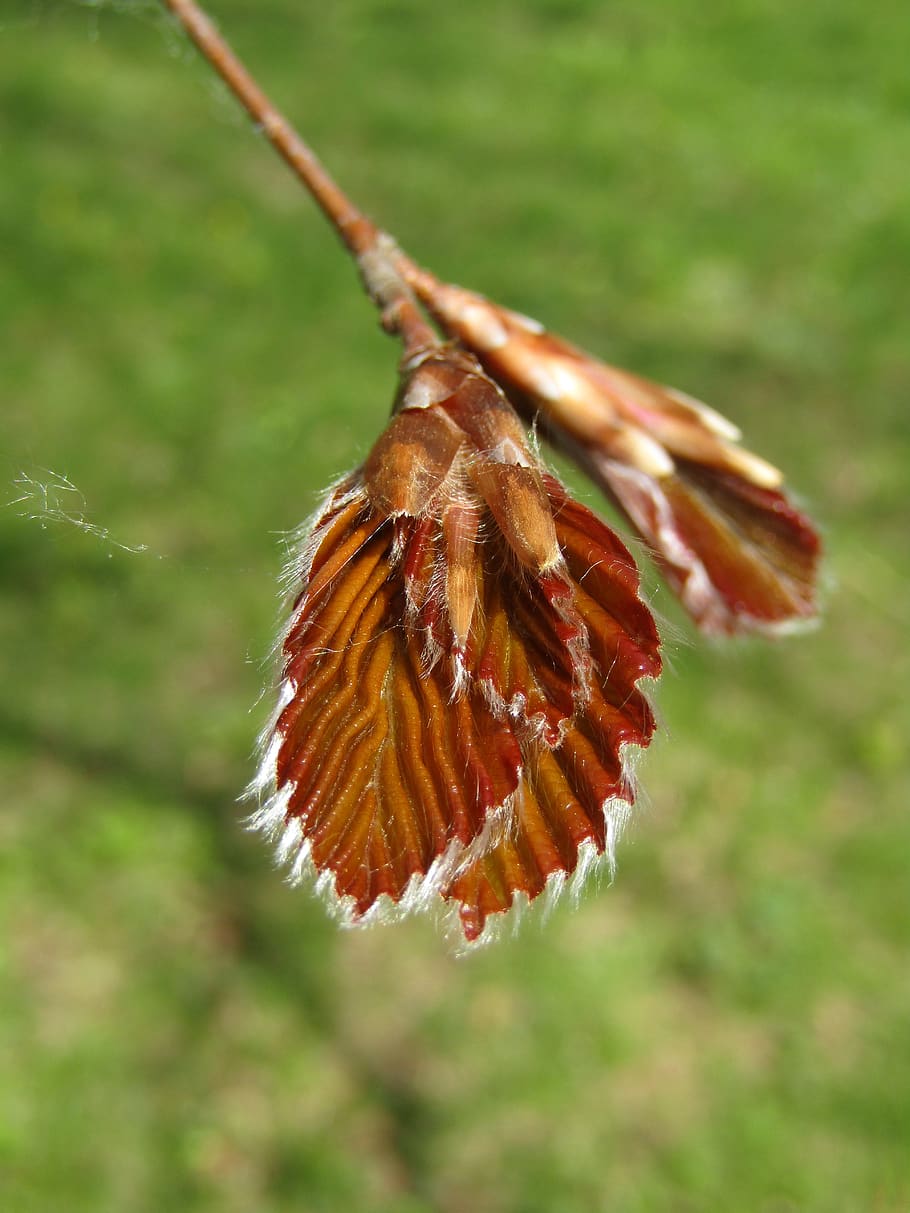 nature, close up, leaf, tree, beech, leaves, animal themes HD wallpaper