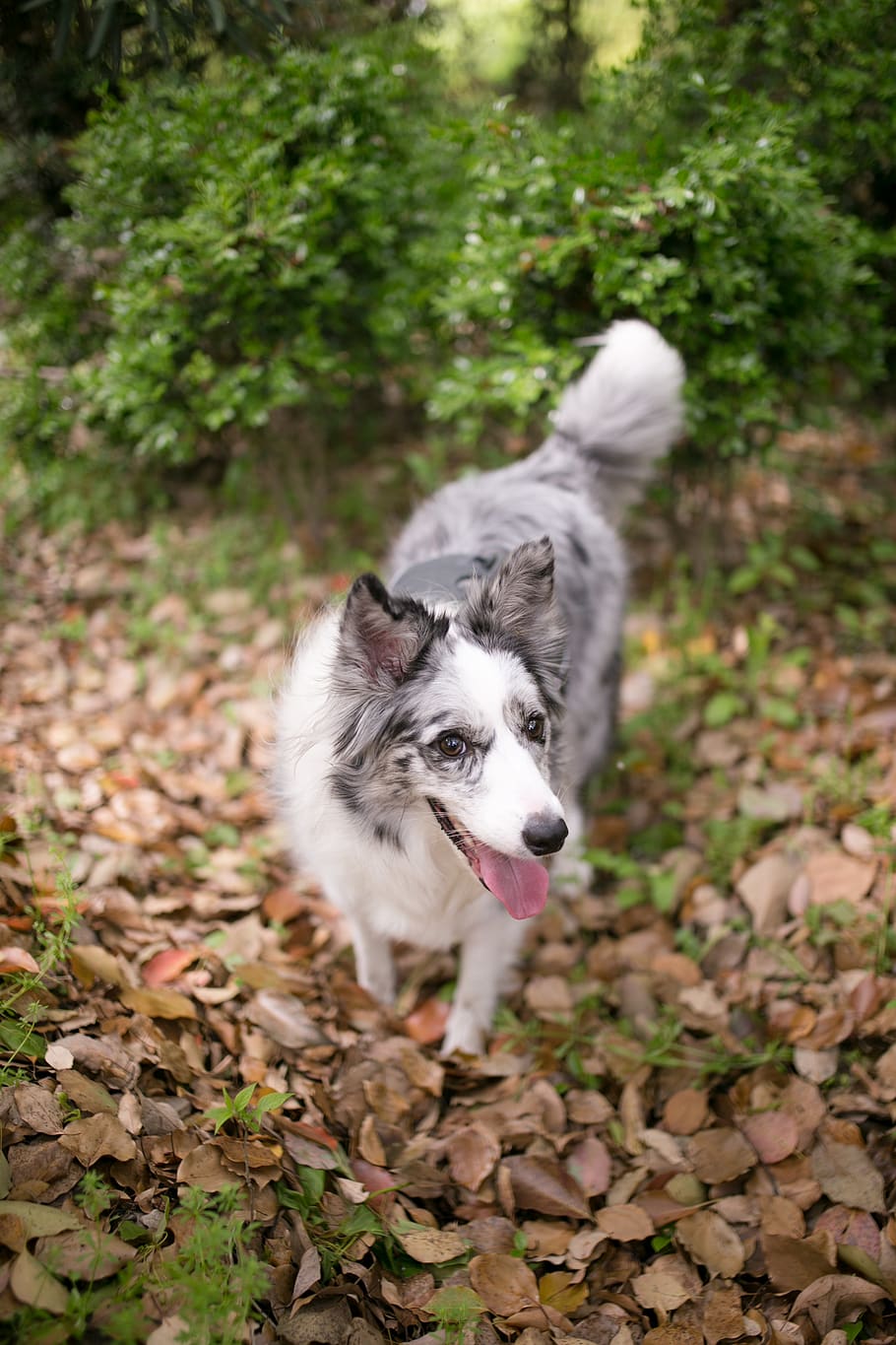 white and gray dog, pet, animal, canine, mammal, husky, puppy HD wallpaper