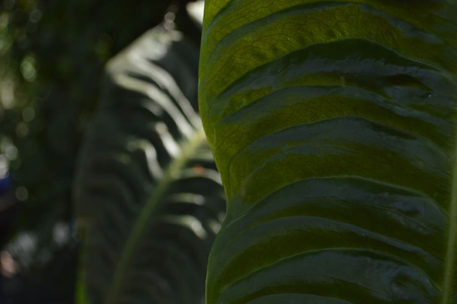 close up, leaf, green color, plant, close-up, growth, no people HD wallpaper