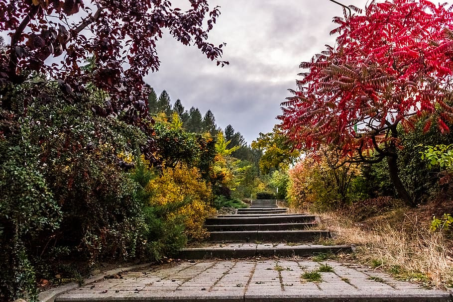 gray concrete stair in between forest, tree, plant, autumn, growth HD wallpaper