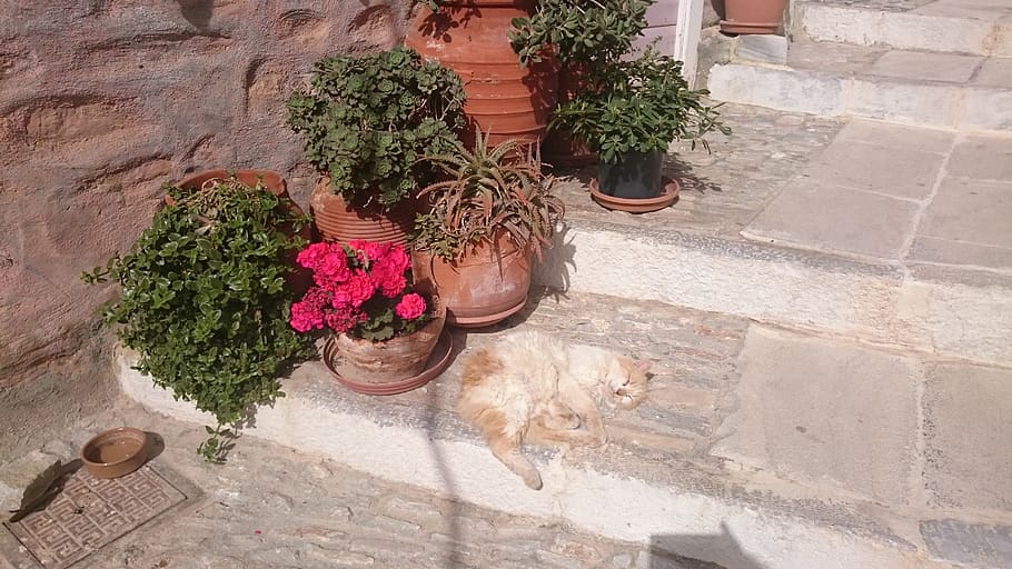 syros, greece, cat, island, traditional house, plant, potted plant, HD wallpaper