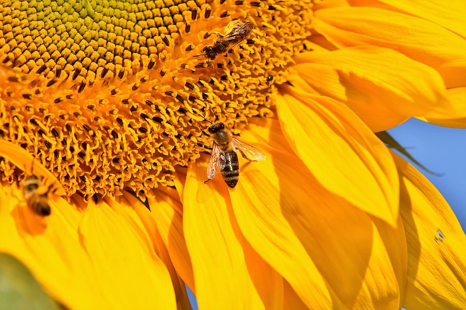 sunflower, bee, insect, sprinkle, pollen, blossom, bloom, bright HD wallpaper