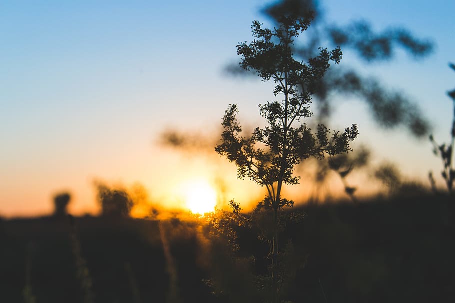 Photo of Trees during Golden Sunset, backlit, blur, dark, dawn HD wallpaper