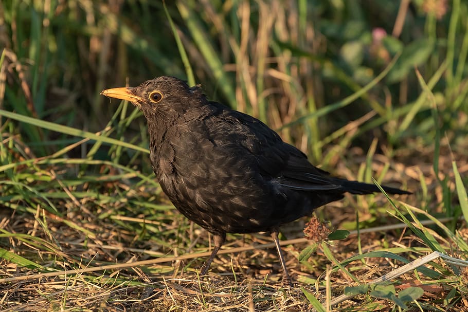 blackbird, males, true, plumage, bill, nature, feather, eyes