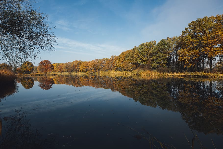 trees near river, nature, water, lake, outdoors, plant, leaf HD wallpaper
