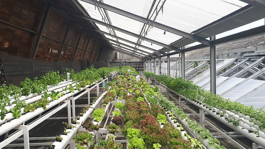green vegetables, greenhouse, plant, growth, built structure HD wallpaper
