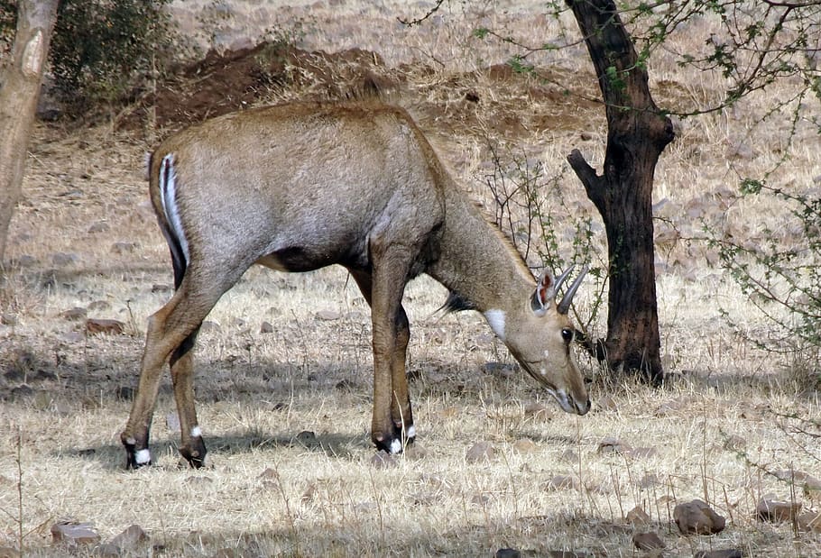 HD wallpaper: nilgai, antelope, animal, wild, blue bull, boselaphus  tragocamelus | Wallpaper Flare