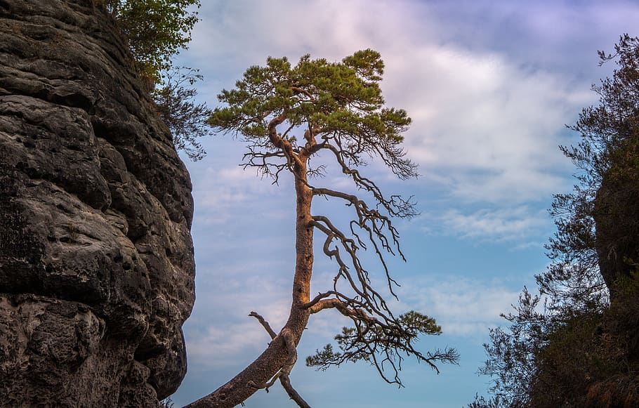 bastei, pine tree, saxony, germany, landscape, nature, rock HD wallpaper