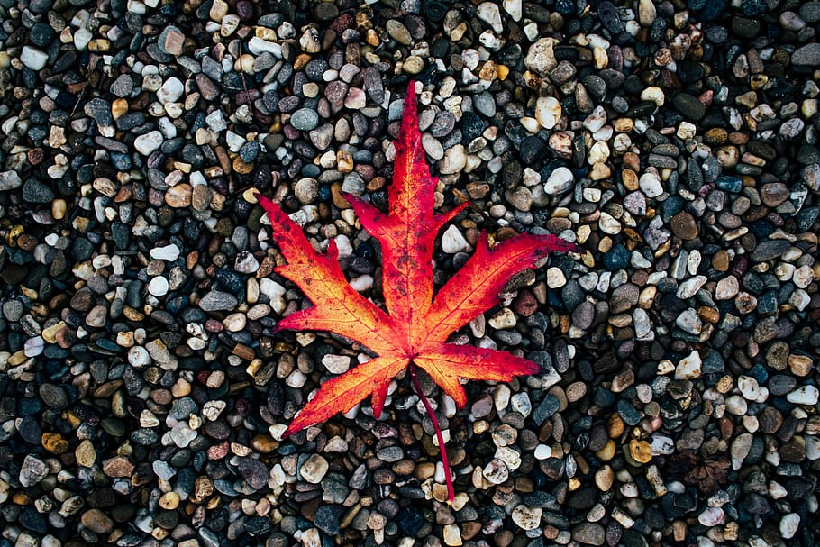 tree, fall, story, stones, new, red, stret mood, rock, starfish HD wallpaper