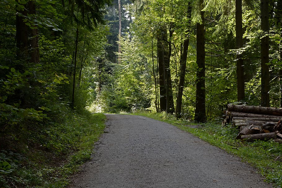 forest path, nature, away, trees, mood, landscape, green, leaves HD wallpaper