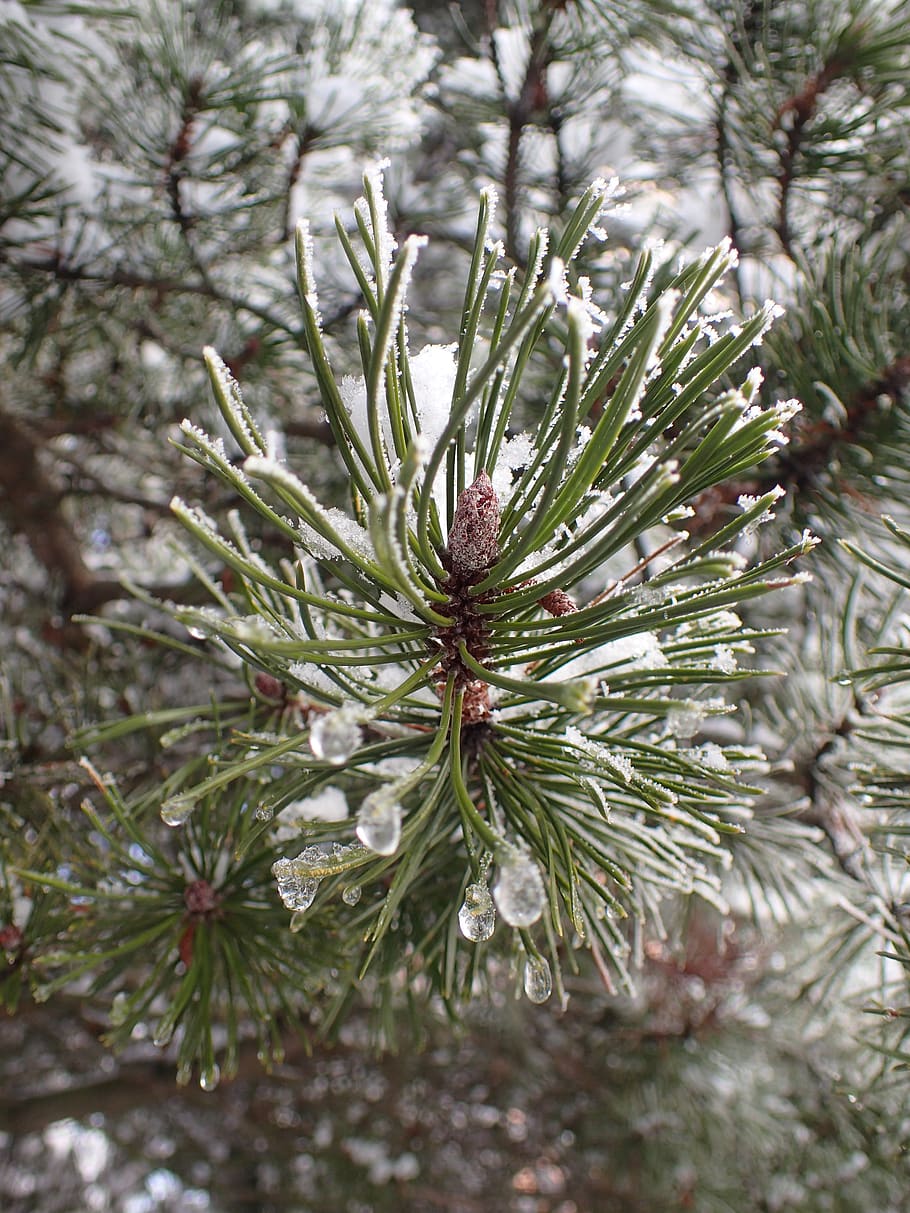 winter, branch, pine, tree, snow, nature, branches, frost, rime HD wallpaper