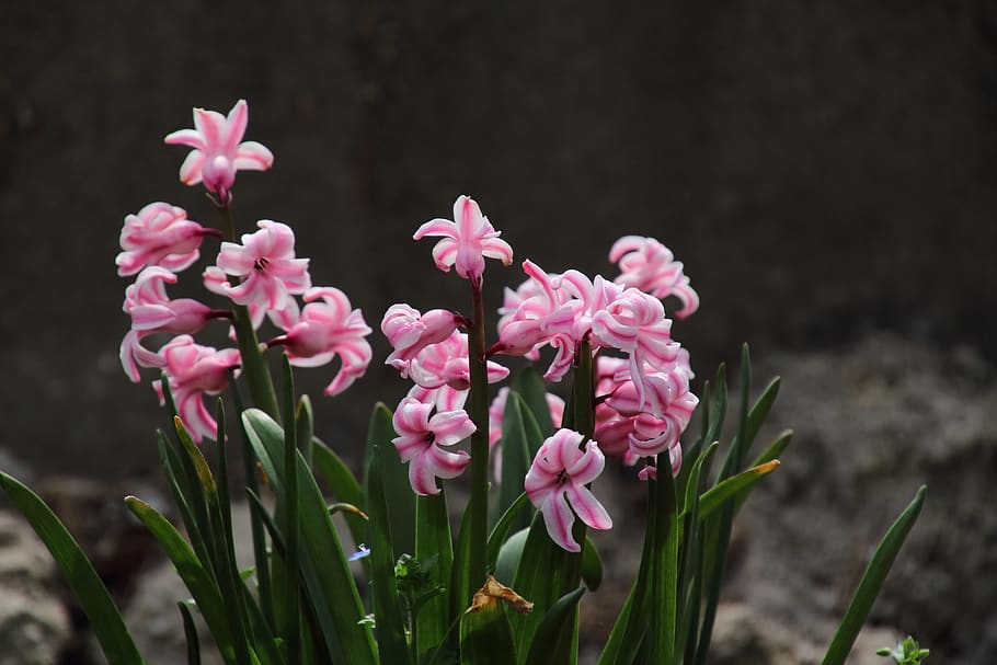 no filter, flowers, spring, nature, pink, beautiful, wildflower HD wallpaper