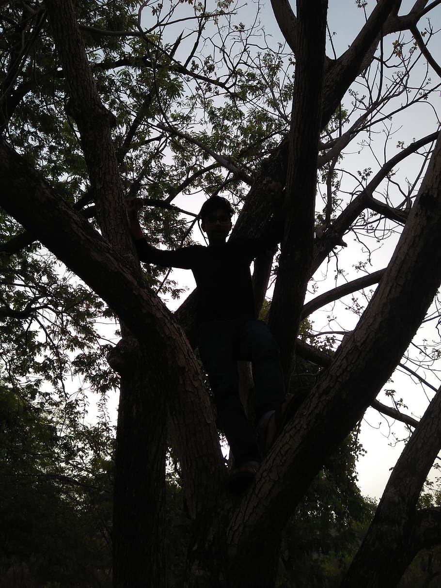 india, kota, tree, plant, tree trunk, real people, low angle view HD wallpaper