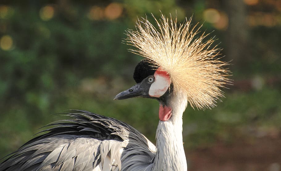grey, crowned, crane, bird, feather, colorful, nature, portrait HD wallpaper