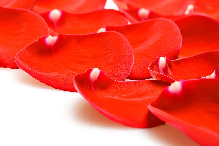 con2011, flower, fresh, gift, isolated, pedal, petal, photo HD wallpaper