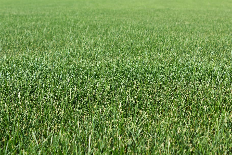 grass, field, haymaking, shoots, summer, lawn, green color HD wallpaper