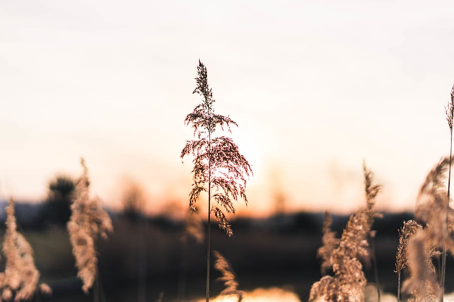wheat field, plant, growth, tranquility, nature, sky, focus on foreground HD wallpaper