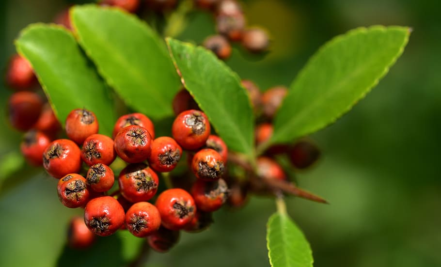 firethorn, orange, berries, fruits, bush, plant, nature, autumn, HD wallpaper