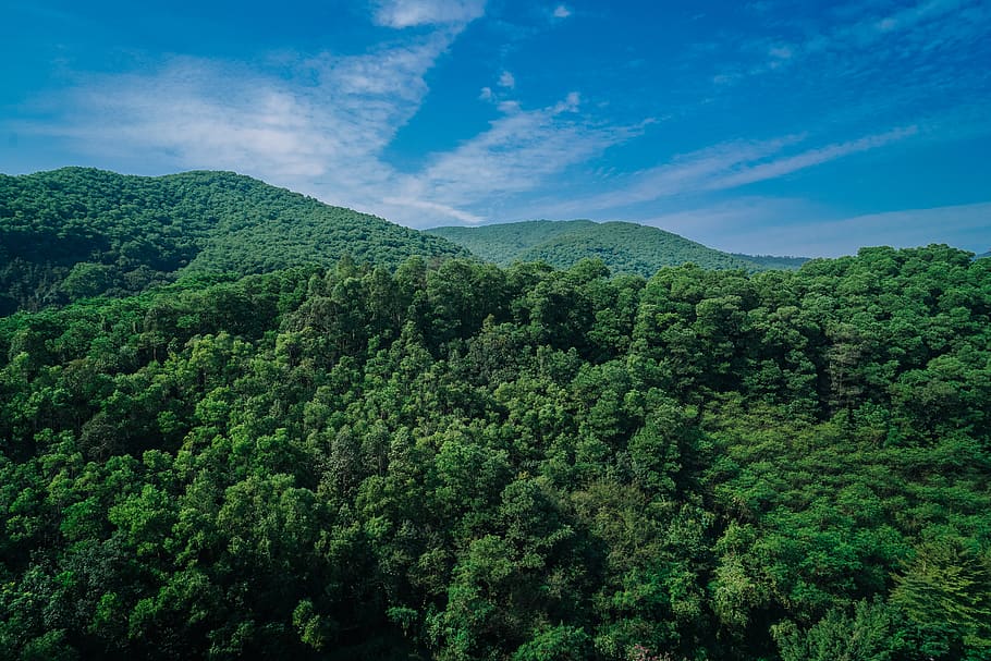 china, dongguan, forest, trees, landscape, green color, beauty in nature HD wallpaper