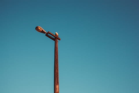 brown light post, lamp post, tree, arecaceae, palm tree, plant HD wallpaper