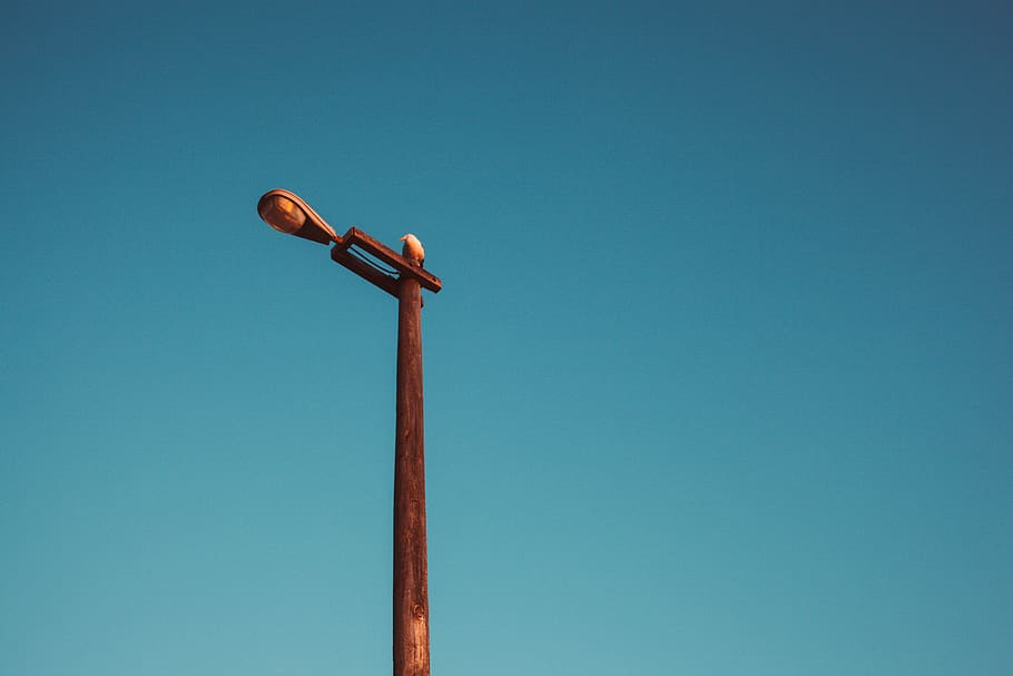 brown light post, lamp post, tree, arecaceae, palm tree, plant HD wallpaper