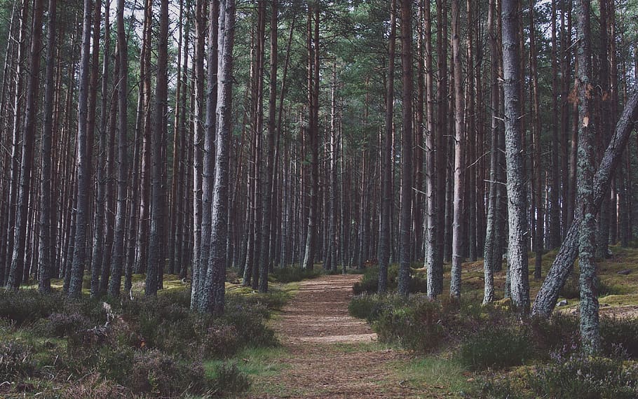 pathway between woods, plant, tree, forest, land, tranquility HD wallpaper