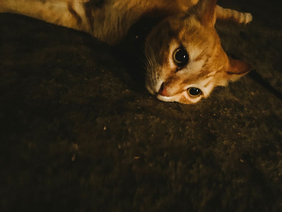india, yercaud, cat, animals, one animal, mammal, domestic HD wallpaper