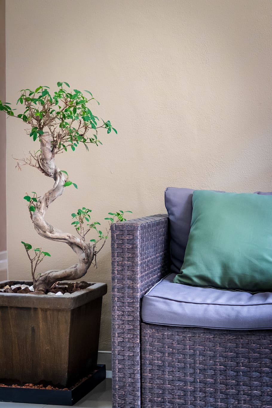 plant, pottery, potted plant, jar, vase, tree, bonsai, furniture, HD wallpaper