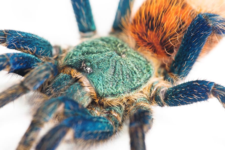 spider, web, blue, tarantula, big, closeup, isolated, photo