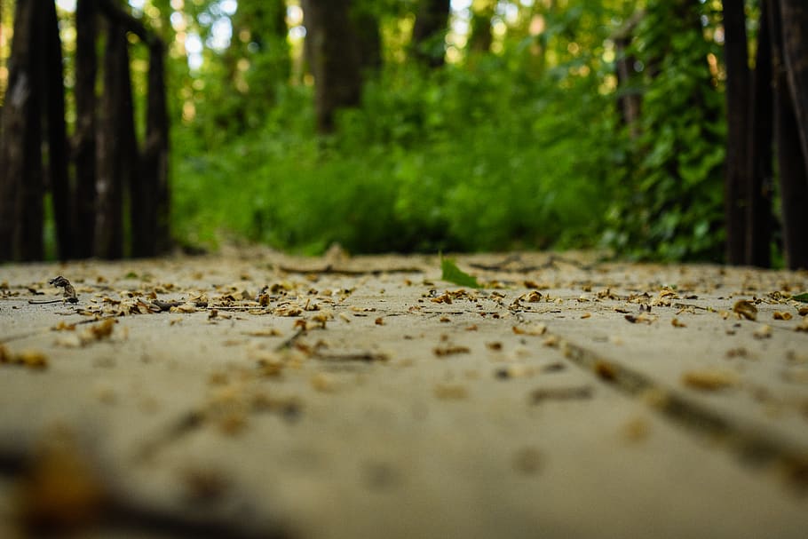 Ground forest. Forest ground.