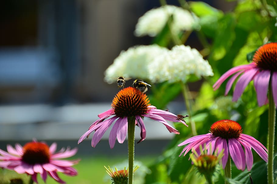 bee, bees, coneflower, summer, plant, insect, blossom, bloom HD wallpaper