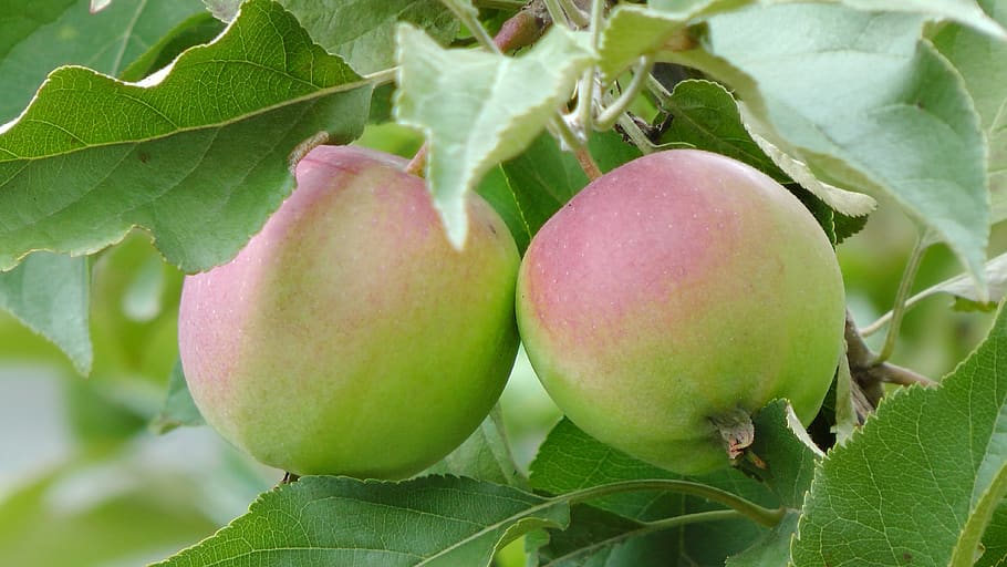 apples, on the tree, two apples, 2 apples, fruit, plants, food and drink HD wallpaper