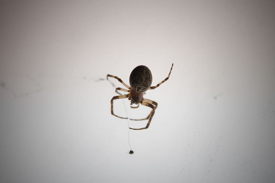 spider, web, macro, arachnid, one animal, invertebrate, animal themes HD wallpaper
