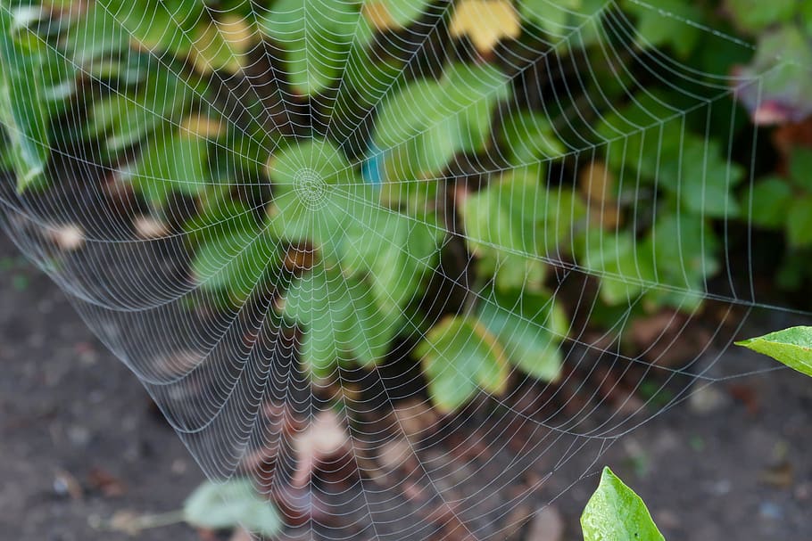 cobweb, cobwebs, close up, spider, nature, dew, morgentau, moist HD wallpaper
