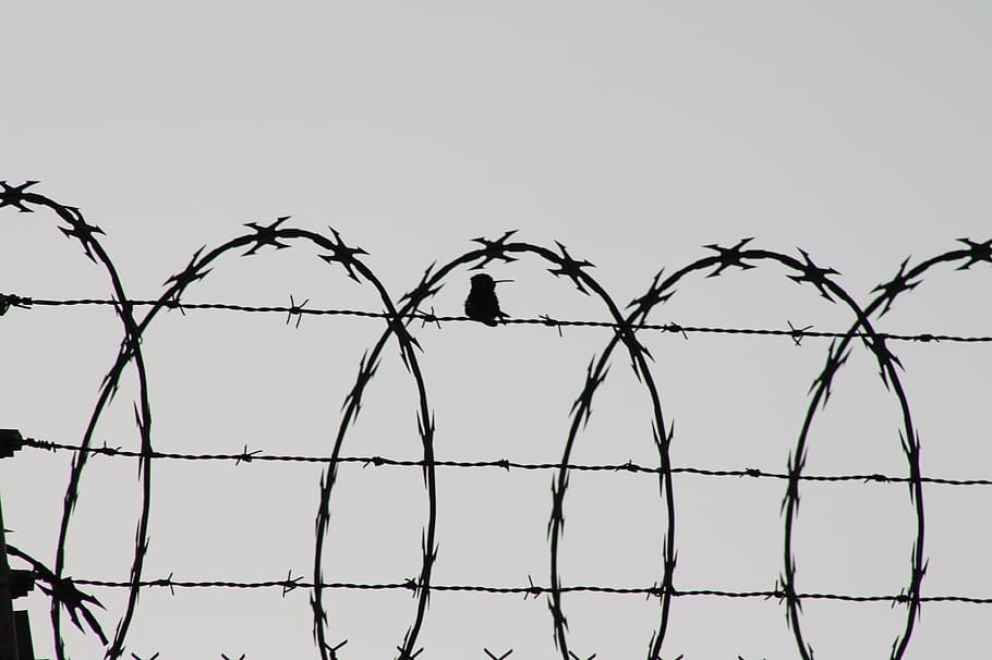 bird, cage, birds, creature, wild, jail, waters, fence, protection HD wallpaper