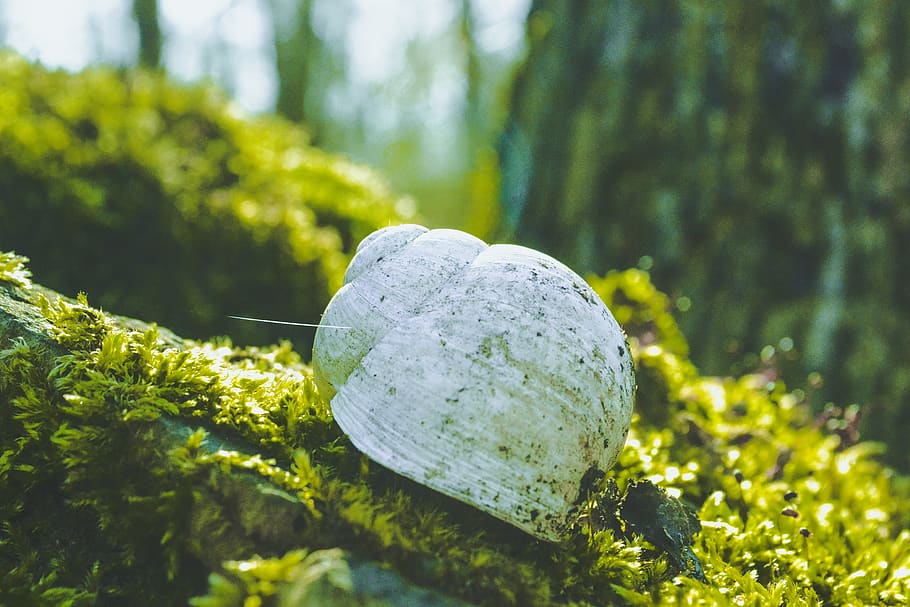 shell, green, white, forest, park, macro, photography, web HD wallpaper