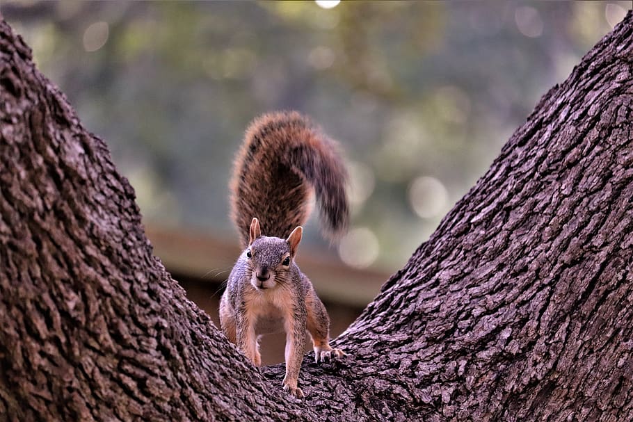 squirrel, rodent, tree, animal, cute, furry, wildlife, animal wildlife HD wallpaper