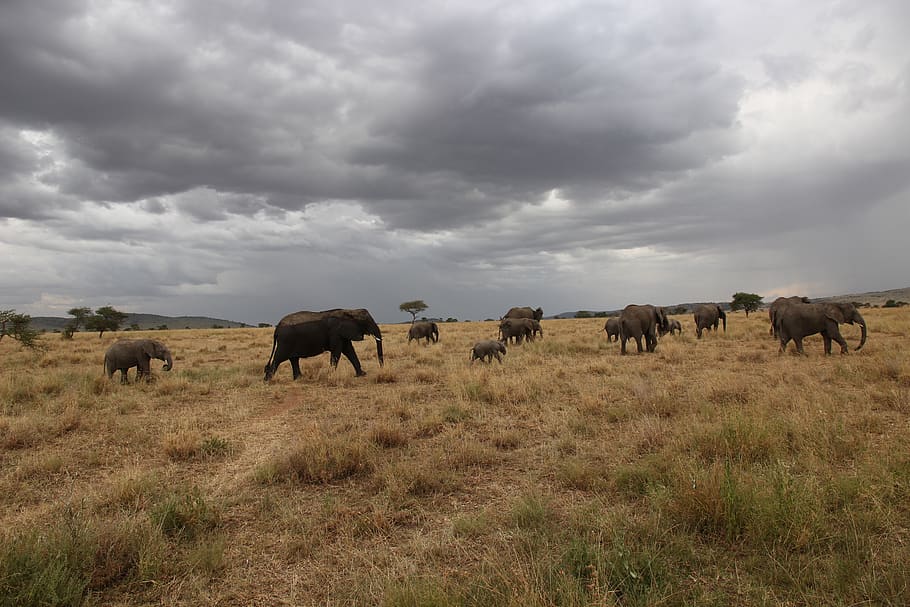 elephants, cloud - sky, animal themes, group of animals, mammal HD wallpaper
