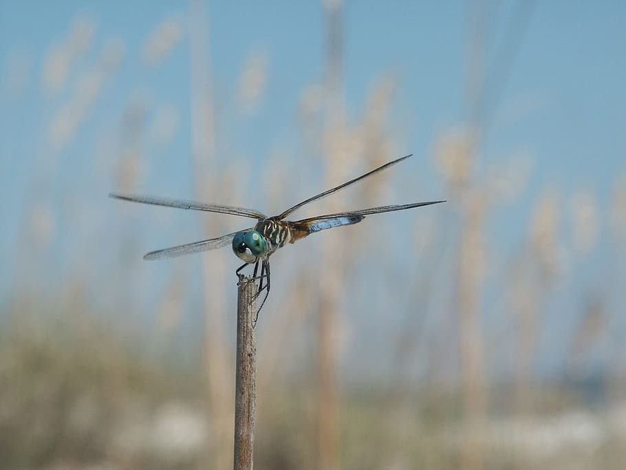 dragon, fly, dragonfly, insect, animal, wild, nature, focus on foreground HD wallpaper
