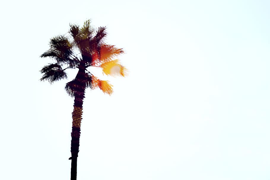 green palm tree, sky, blue, fire, single, silhouette, background HD wallpaper