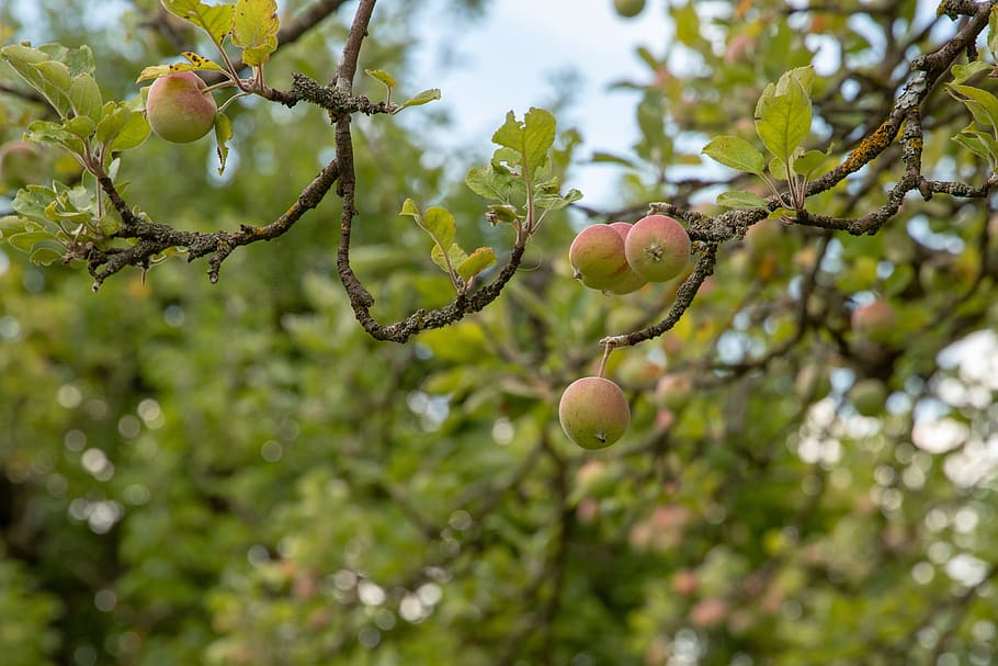 apple, tree, fruit, kernobstgewaechs, apple tree, fruit trees HD wallpaper