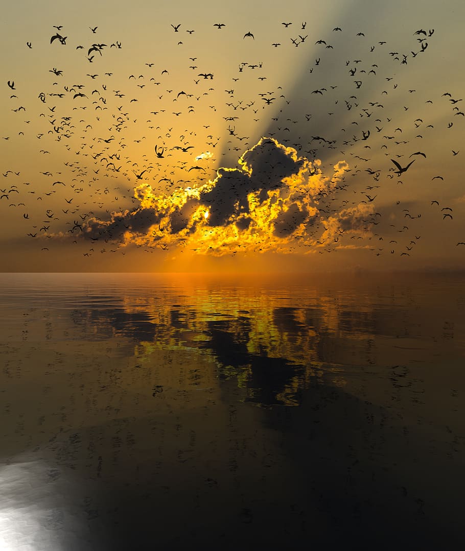 sunset, reflection, birds, clouds, sky, landscape, nature, beauty in nature HD wallpaper