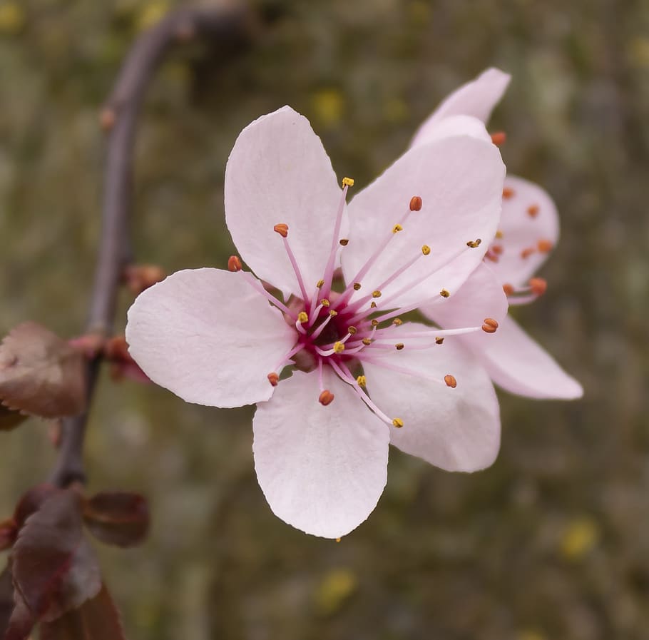 Burgundy-pink 1080P, 2K, 4K, 5K HD wallpapers free download | Wallpaper