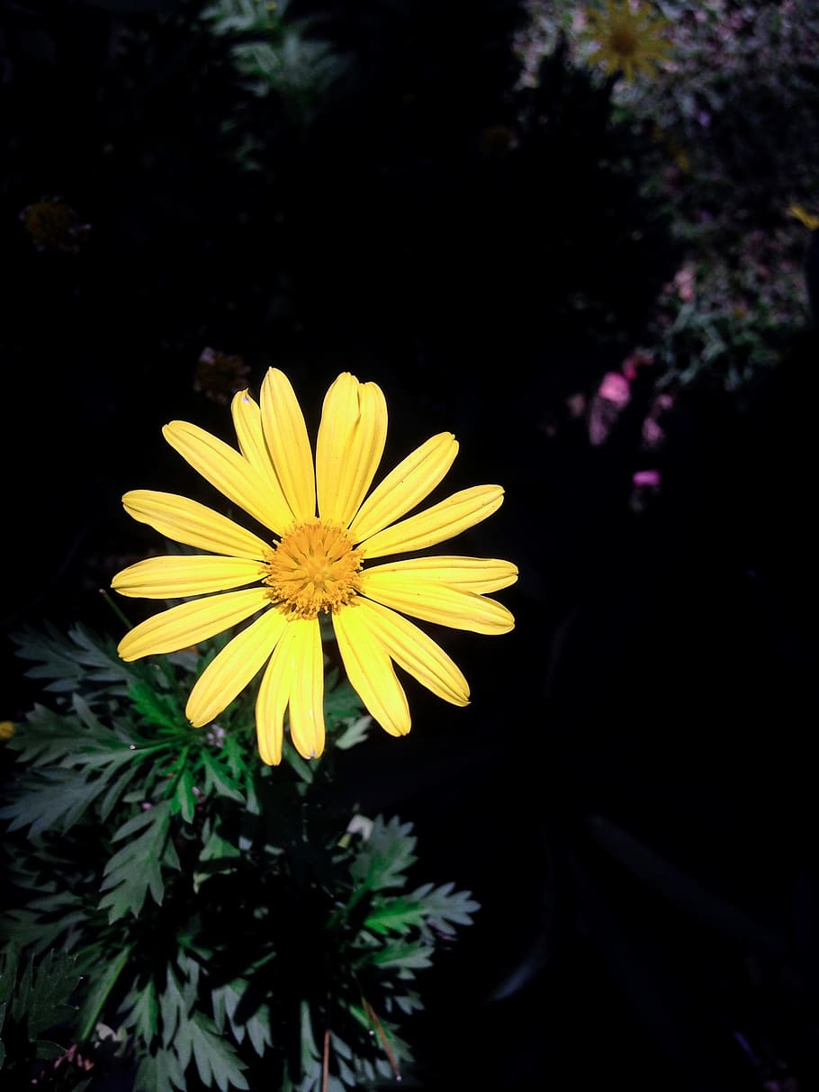 things, macro, little, petals, bee, green, yellow, flower, flowering plant HD wallpaper