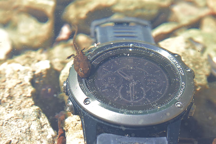 scuba, under water, diving, dive, scuba dive, watch, tadpole HD wallpaper